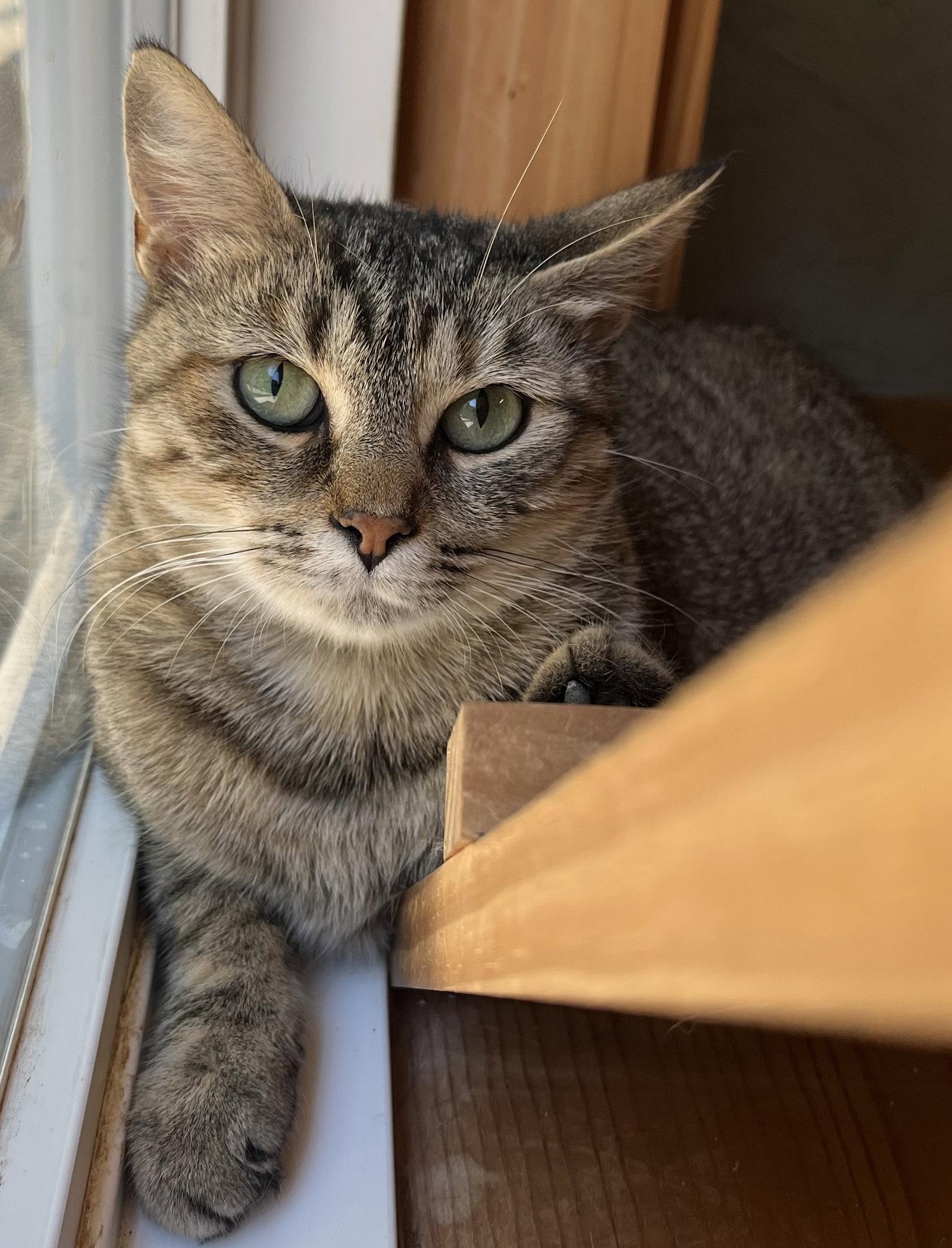 Jasmine, Adoptable, Young Female Tabby.