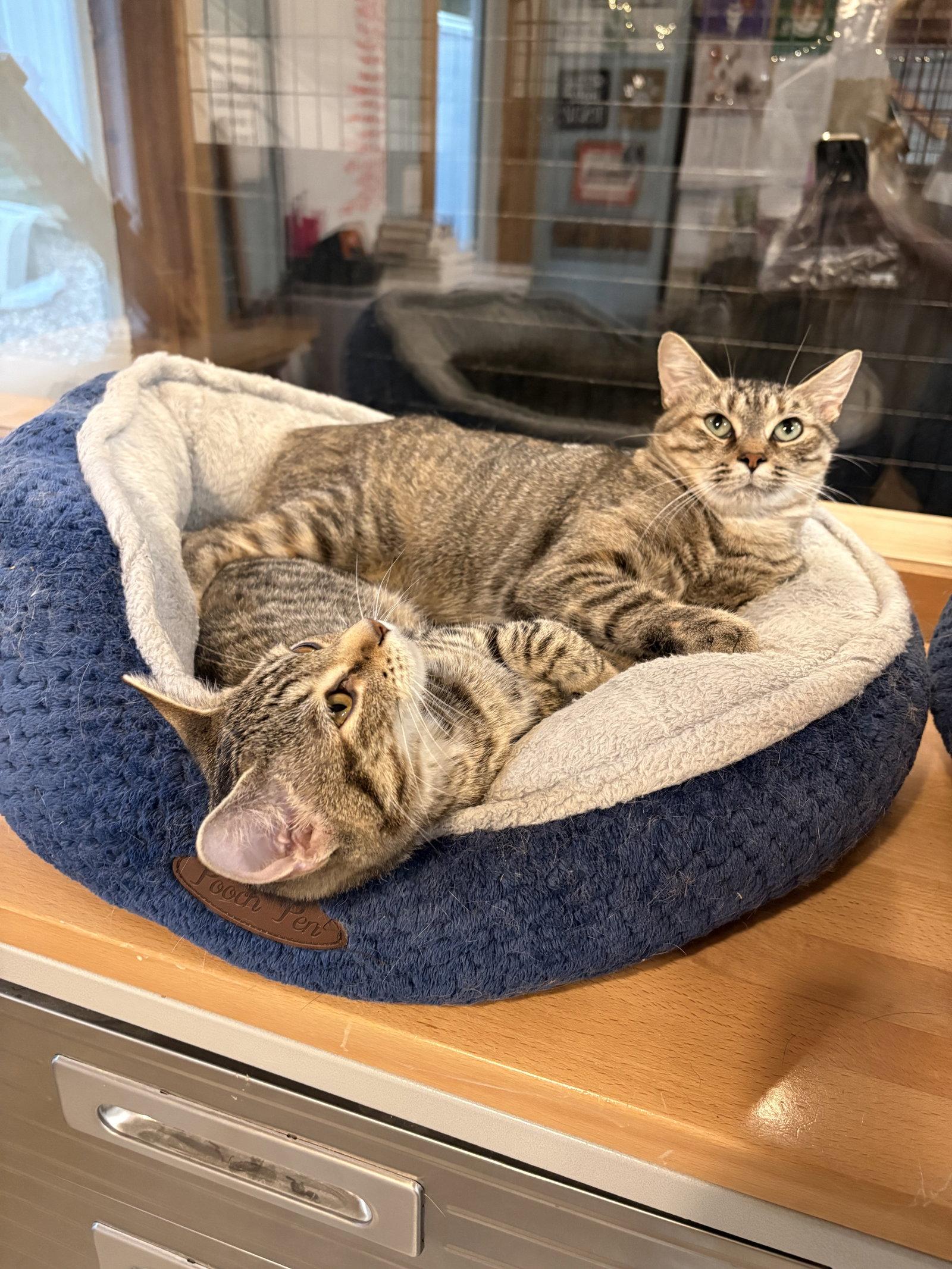 Enlarge Jasmine, a Adoptable Tabby in Woodsfield, OH image 2/3
