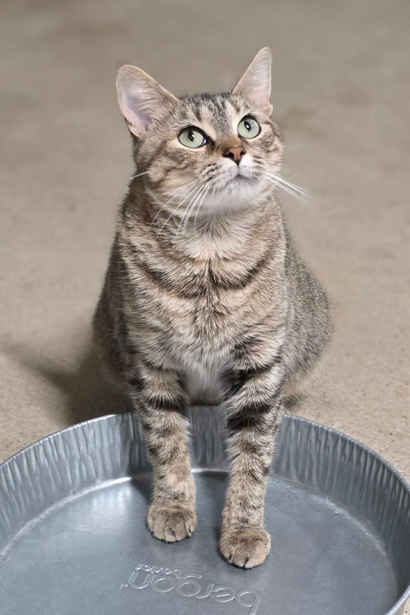 Enlarge Jasmine, a Adoptable Tabby in Woodsfield, OH image 3/3