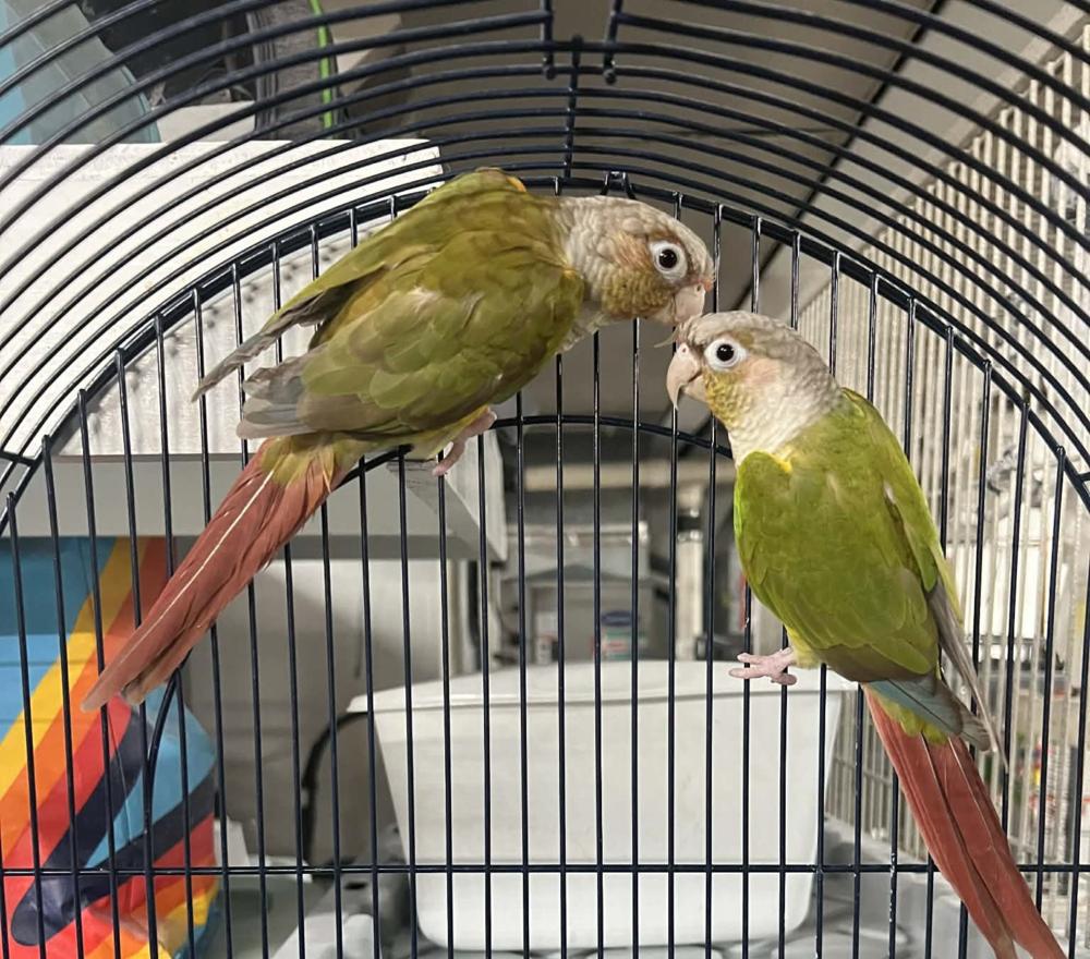 Bresia, Adoptable, Adult Female Conure.
