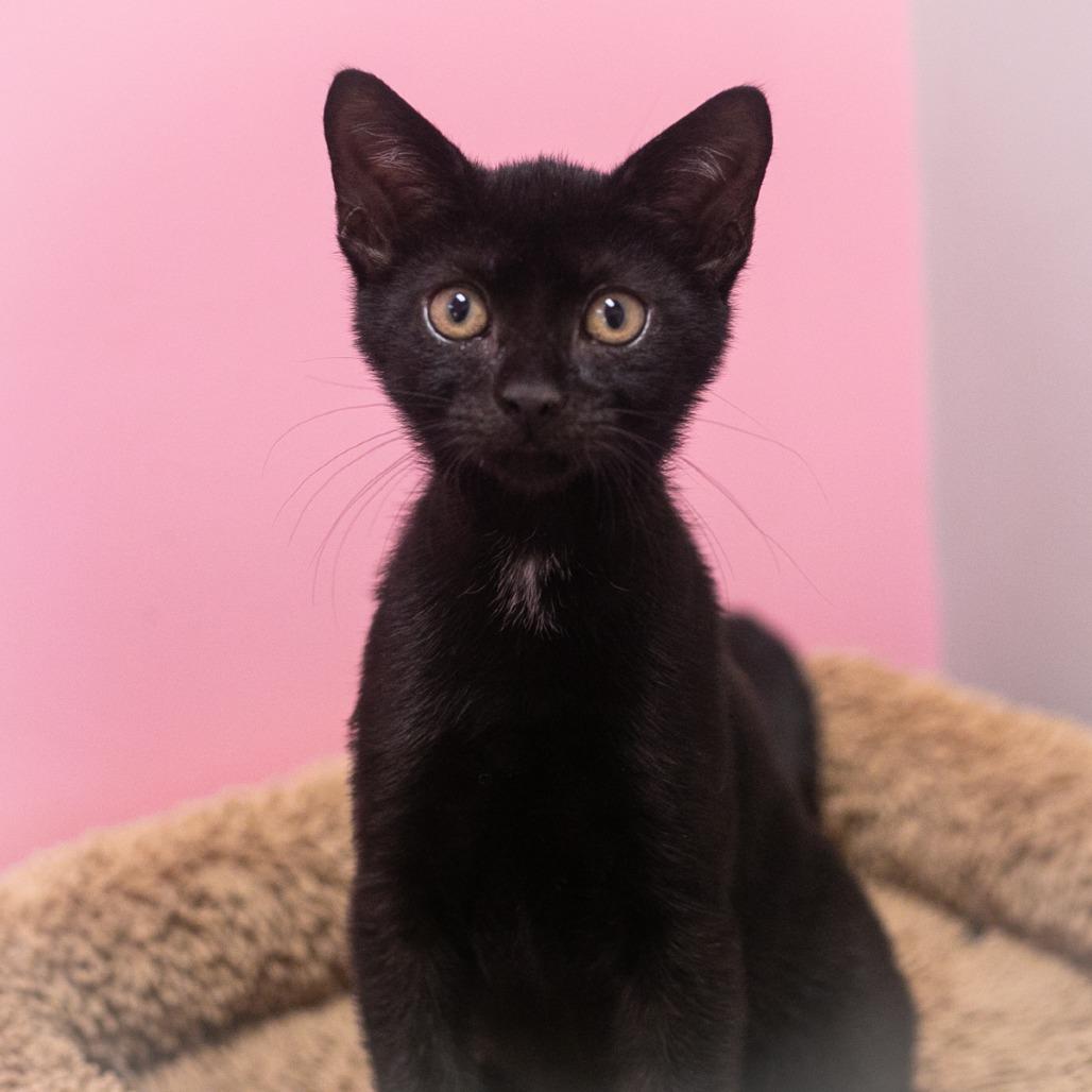Tulissa, Adoptable, Kitten Female Domestic Short Hair.