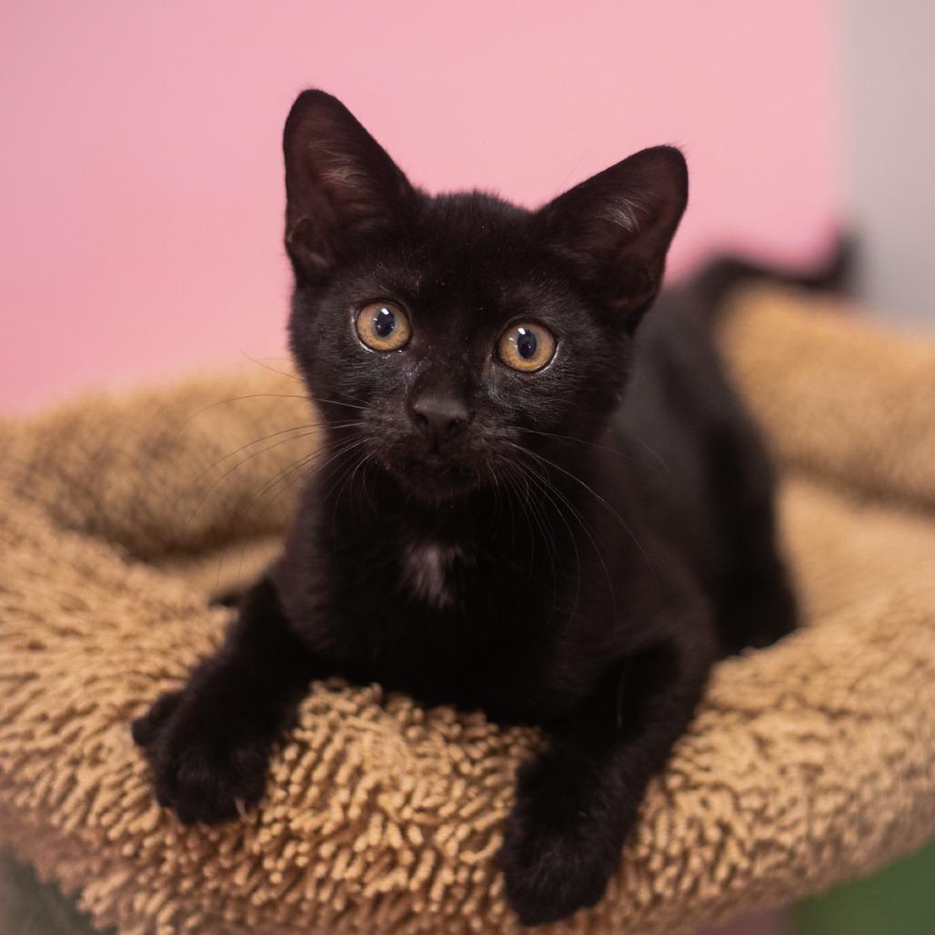 Enlarge Tulissa, a Adoptable Domestic Short Hair in Ponte Vedra, FL image 2/2