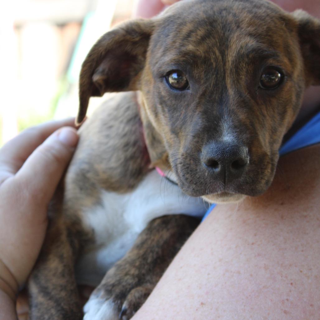 Tide 22747, Adoptable, Puppy Female Terrier & Chihuahua.