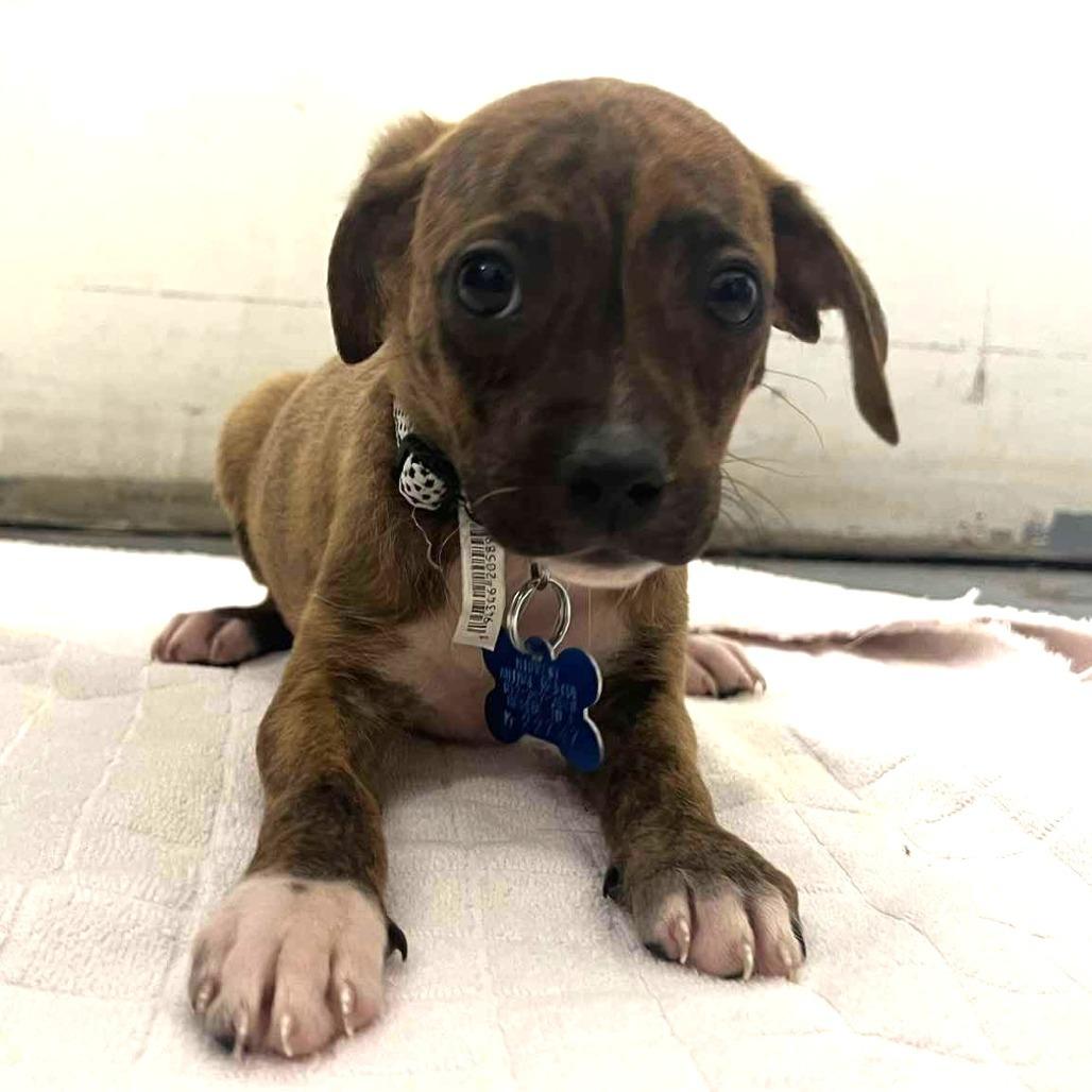 Tide 22747, Adoptable, Puppy Female Terrier & Chihuahua.