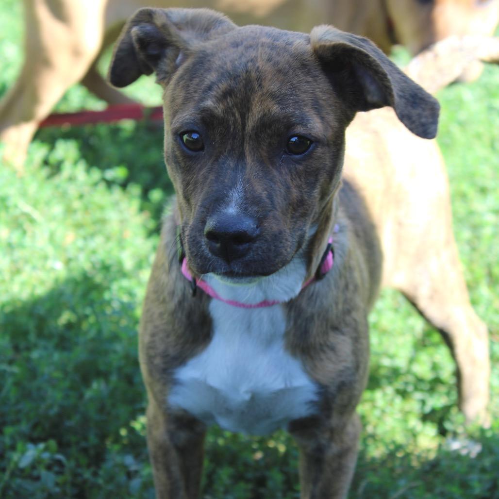 Enlarge Tide 22747, a Adoptable mixed breed in Minneapolis, MN image 3/6
