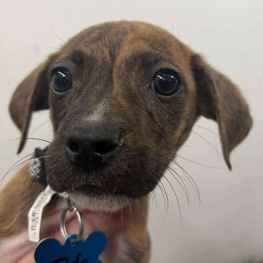 Tide 22747, a Adoptable mixed breed in Minneapolis, MN image 3/4