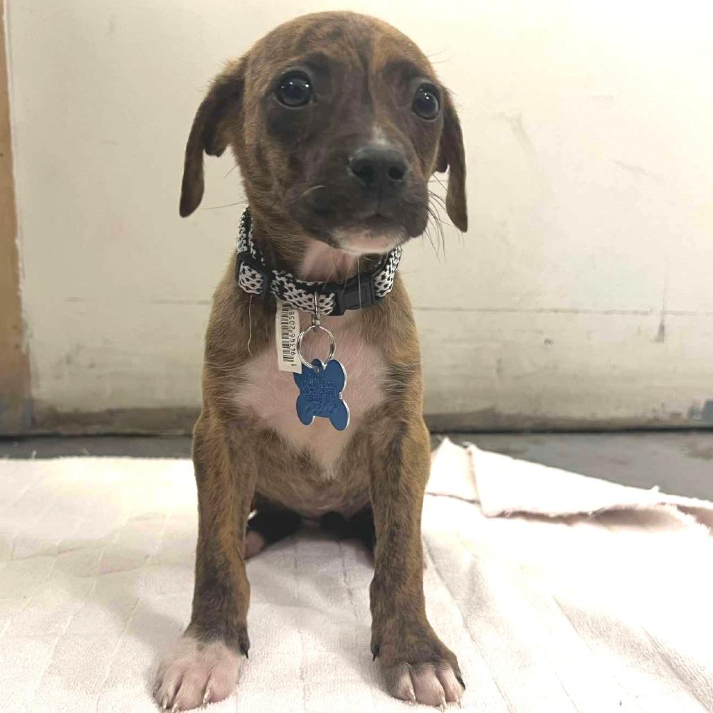 Tide 22747, a Adoptable mixed breed in Minneapolis, MN image 4/4