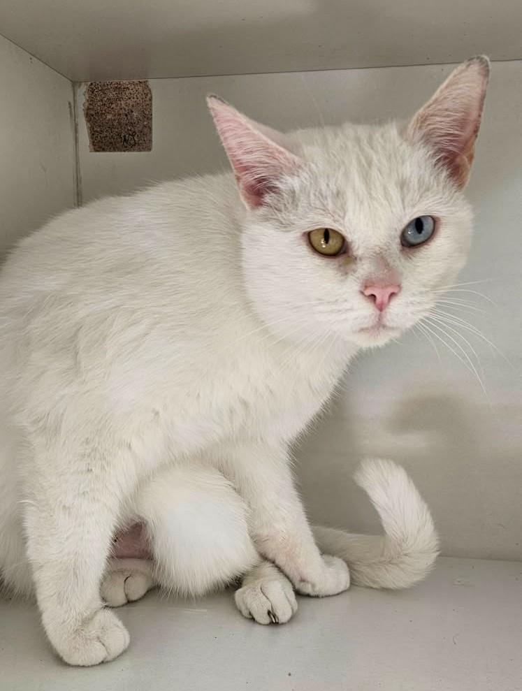 Enlarge Carvill, an adopted Domestic Short Hair in New Albany, OH image 2/3