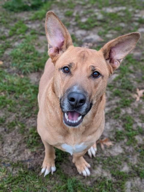 BEAR, Adoptable, Adult Male German Shepherd Dog & Hound.