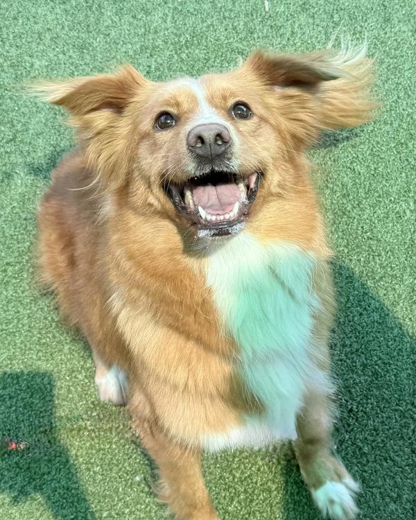 Enlarge Artemis, a Adoptable mixed breed in Canton, GA image 1/1