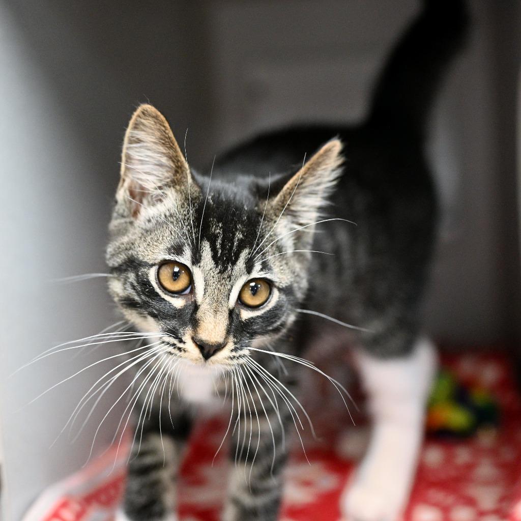 Cilantro, Adoptable, Kitten Male Domestic Short Hair.