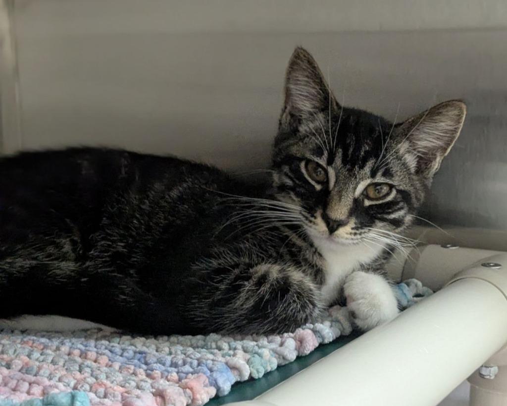 Cilantro, a Adoptable mixed breed in Shoreline, WA image 2/2