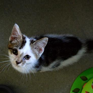 Enlarge Jude, a Adoptable Domestic Short Hair in Fort Leavenworth, KS image 1/3