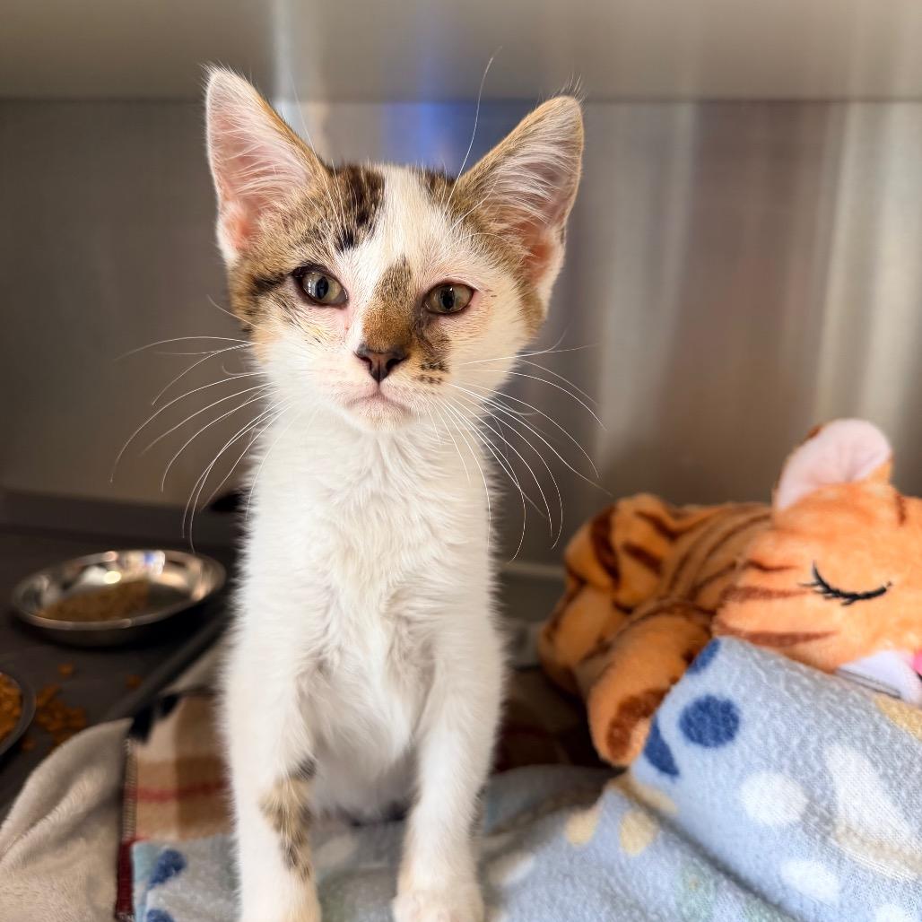 Enlarge Jude, a Adoptable Domestic Short Hair in Fort Leavenworth, KS image 3/3
