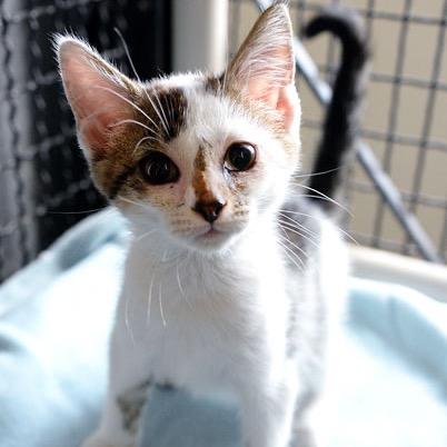 Enlarge Jude, a Adoptable Domestic Short Hair in Fort Leavenworth, KS image 2/3