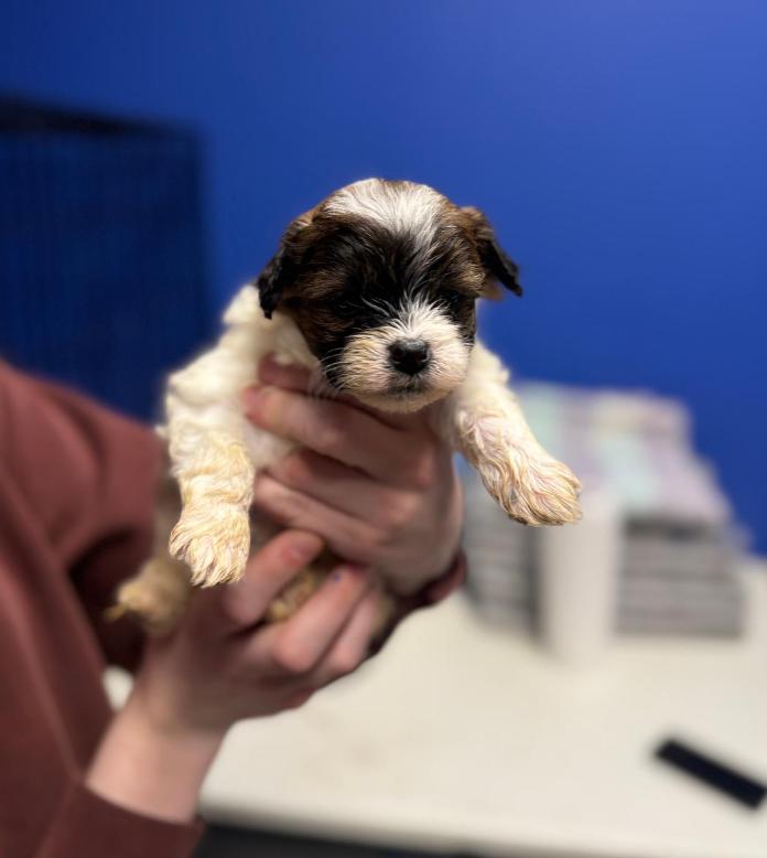 Enlarge Brandi, an adopted mixed breed in Chicago, IL image 1/1