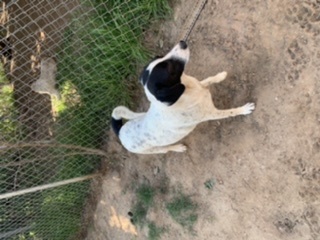 Enlarge white out, a Adoptable Border Collie in Hearne, TX image 1/5