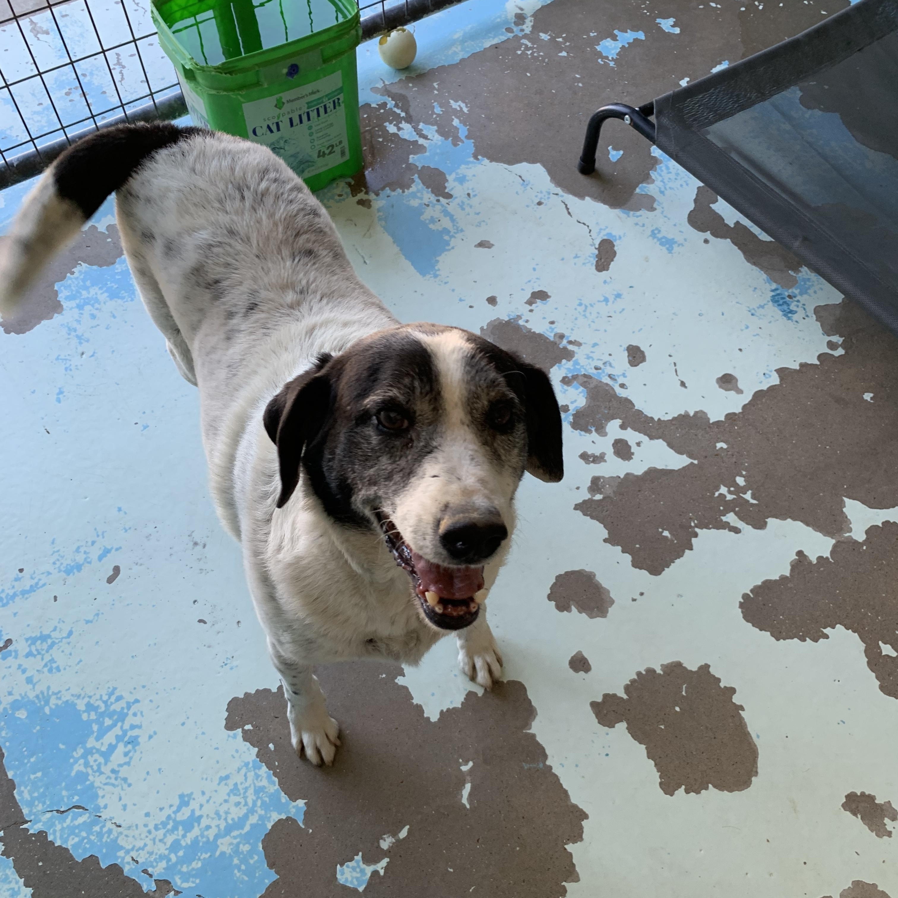 white out, Adoptable, Senior Male Border Collie.