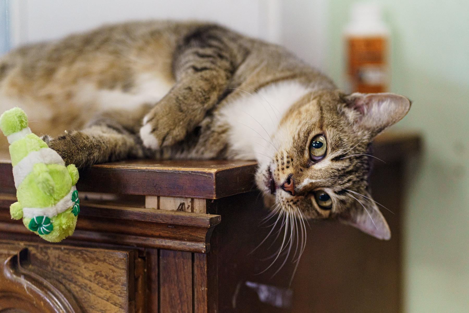 Snoopy, Adoptable, Adult Female Domestic Short Hair.