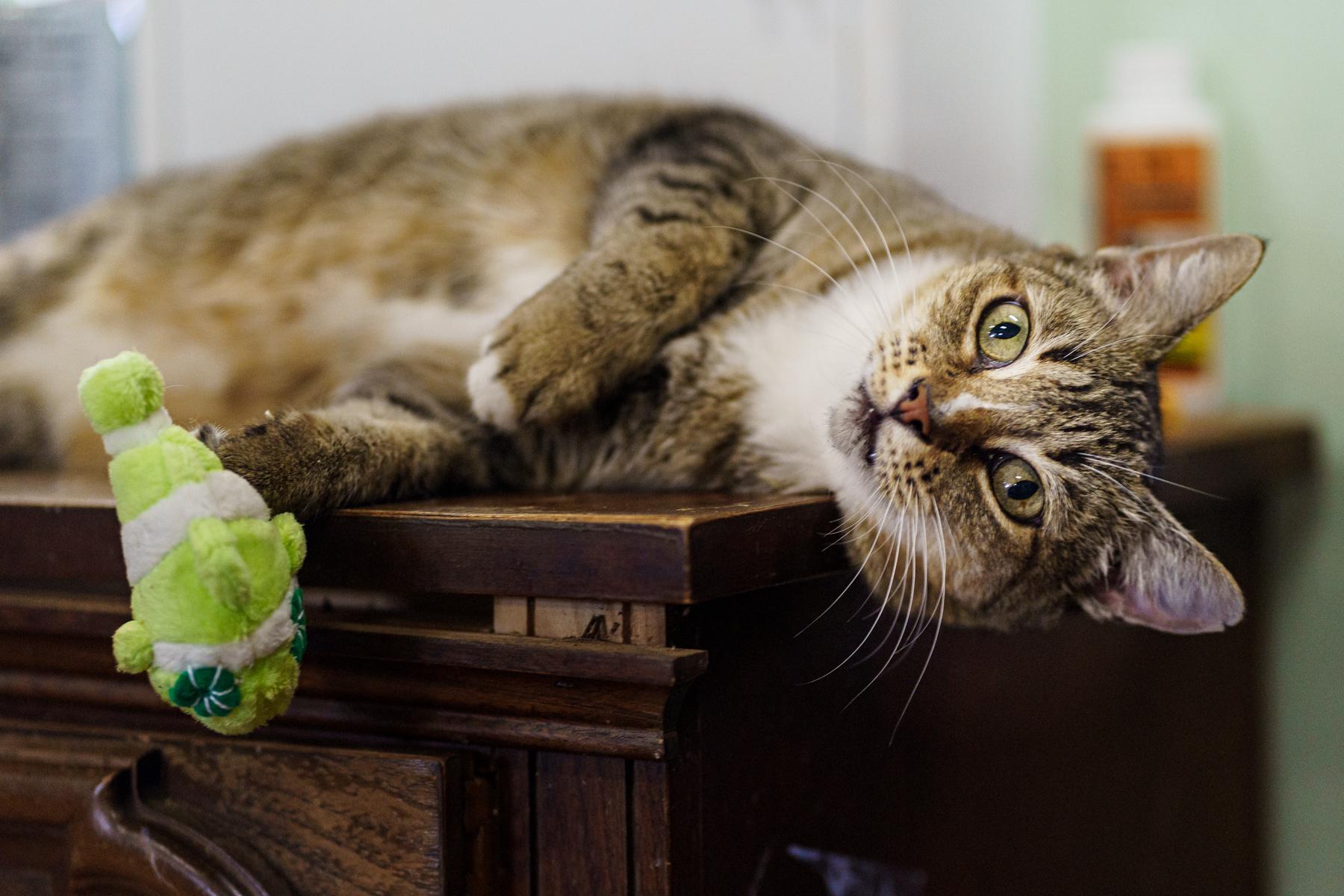 Enlarge Snoopy, a Adoptable Domestic Short Hair in Marble Falls, TX image 2/5