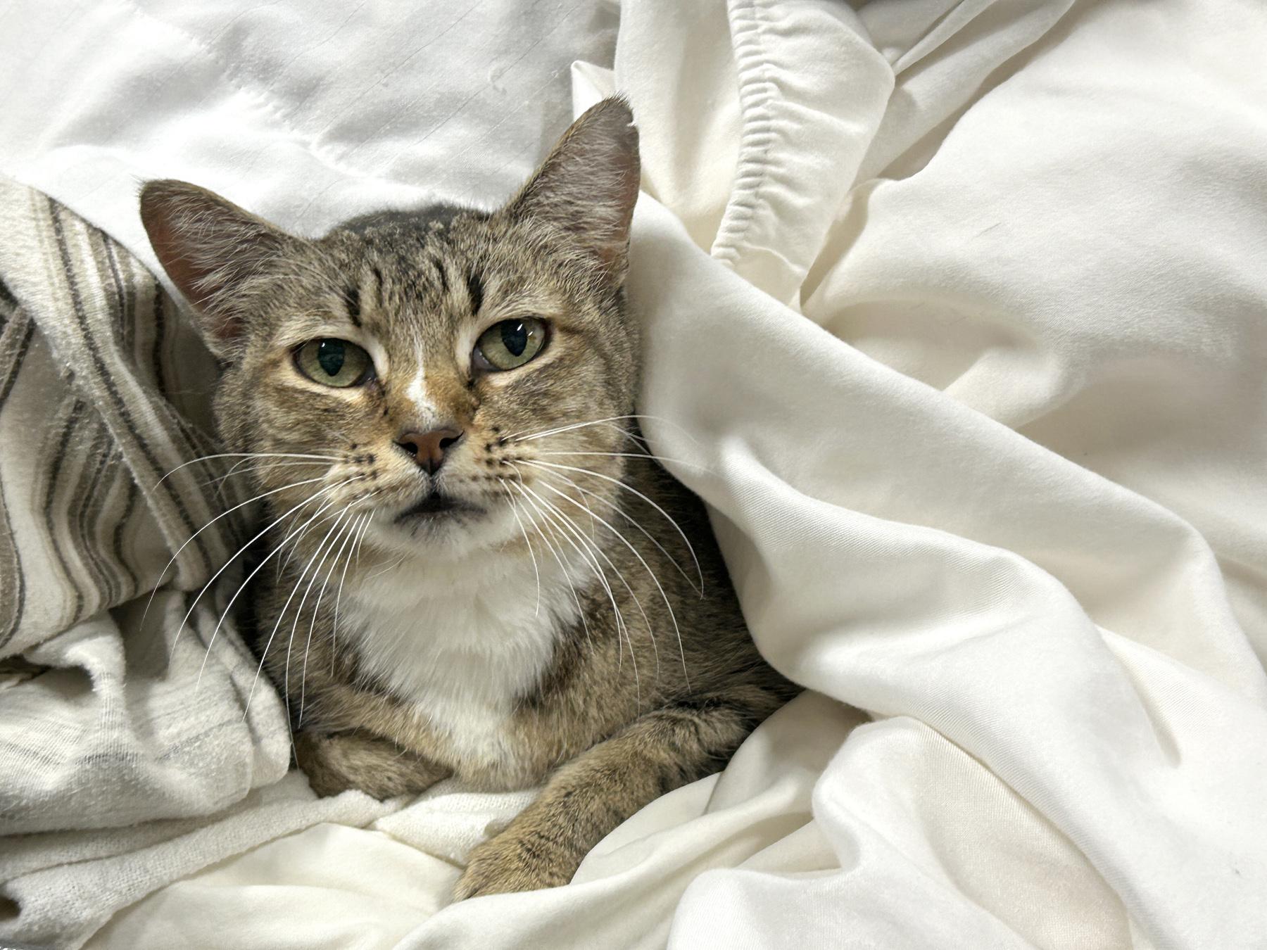 Enlarge Snoopy, a Adoptable Domestic Short Hair in Marble Falls, TX image 4/6