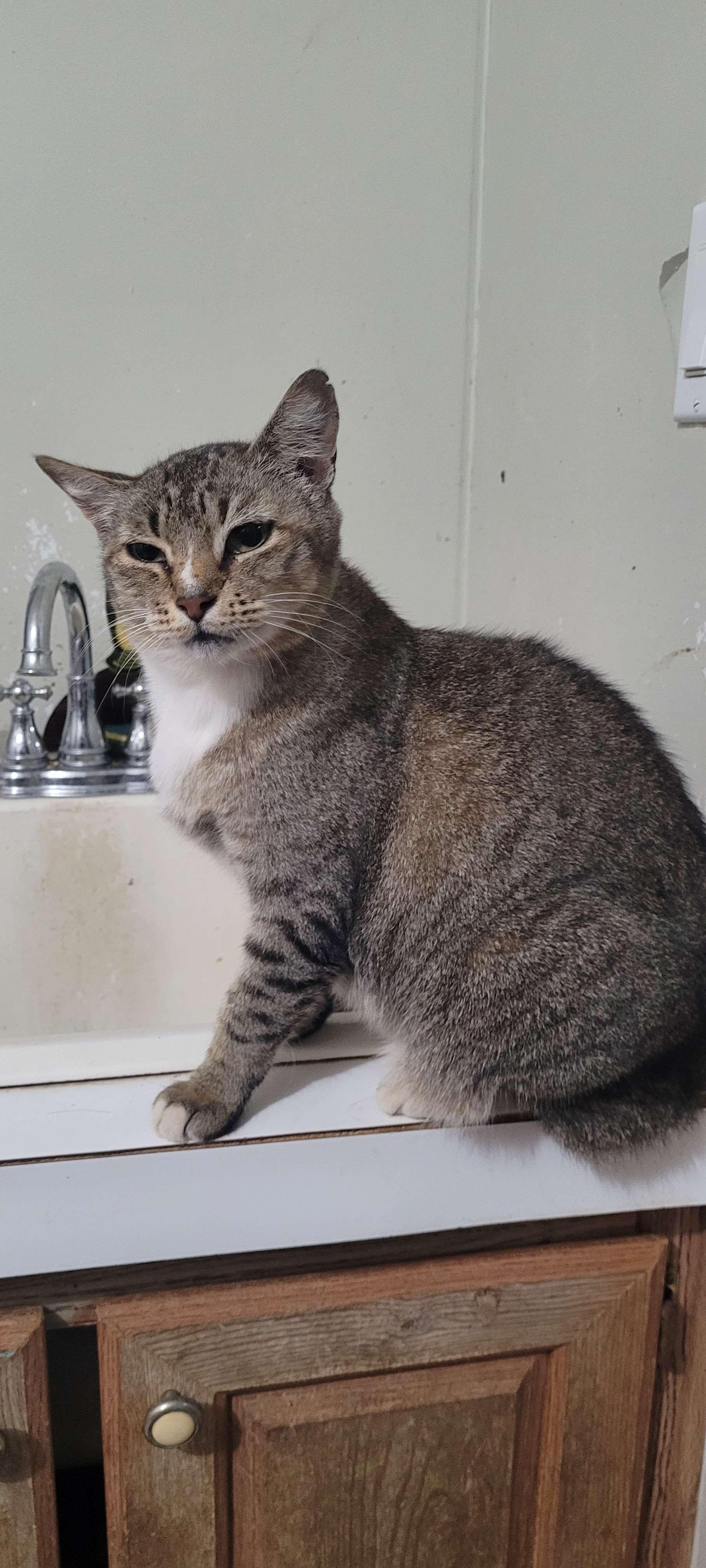 Enlarge Snoopy, a Adoptable Domestic Short Hair in Marble Falls, TX image 4/5