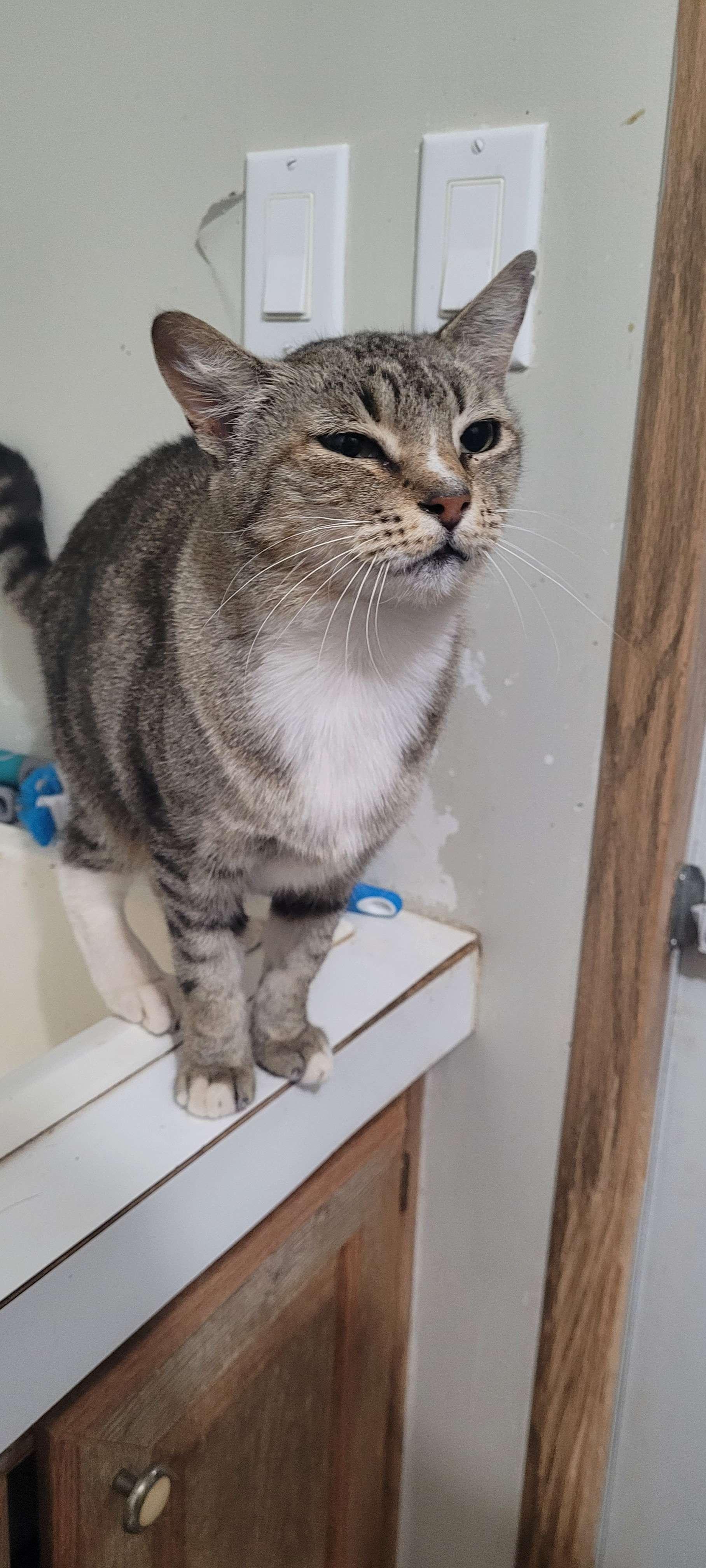 Enlarge Snoopy, a Adoptable Domestic Short Hair in Marble Falls, TX image 5/5