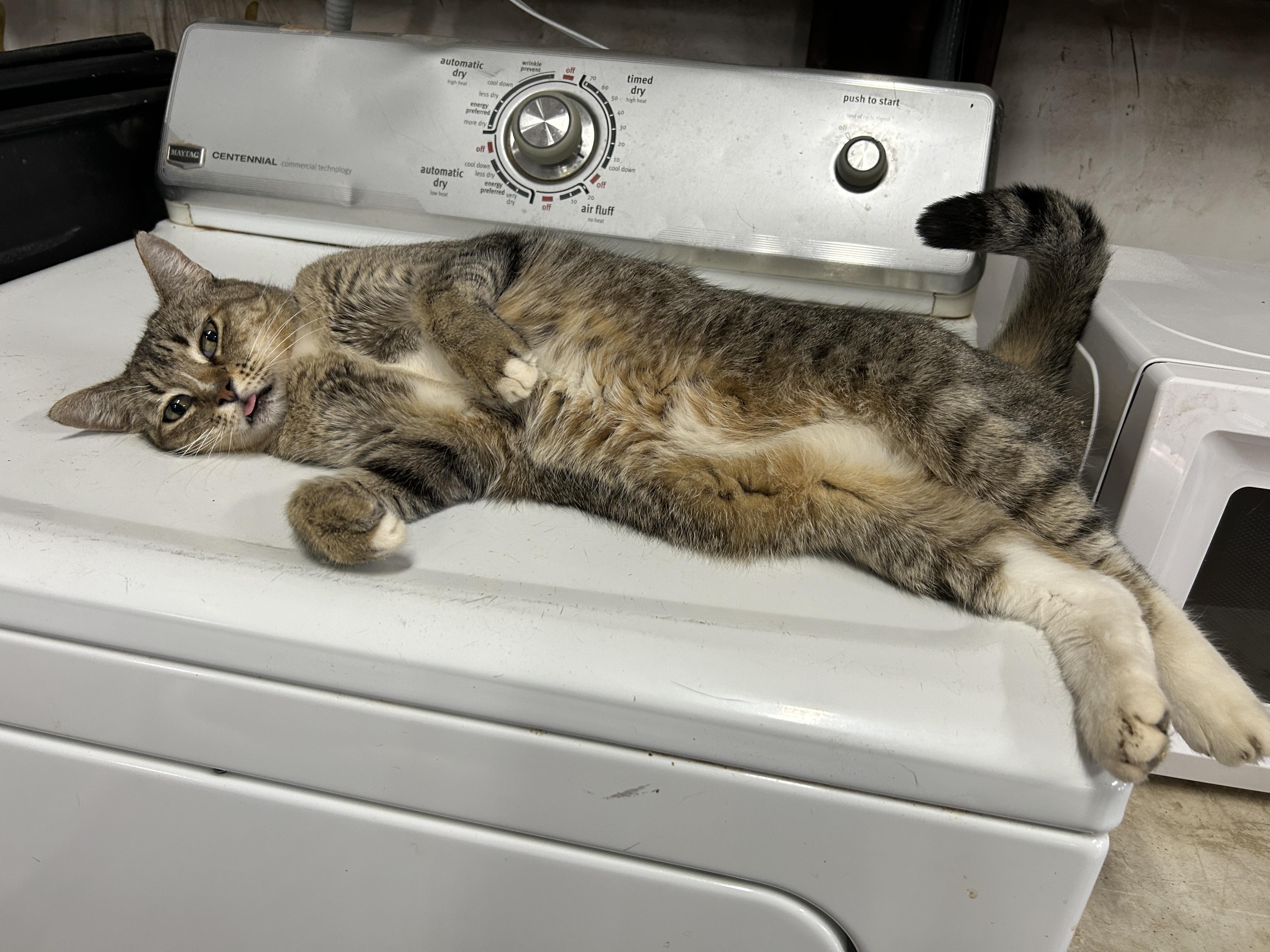 Enlarge Snoopy, a Adoptable Domestic Short Hair in Marble Falls, TX image 4/6