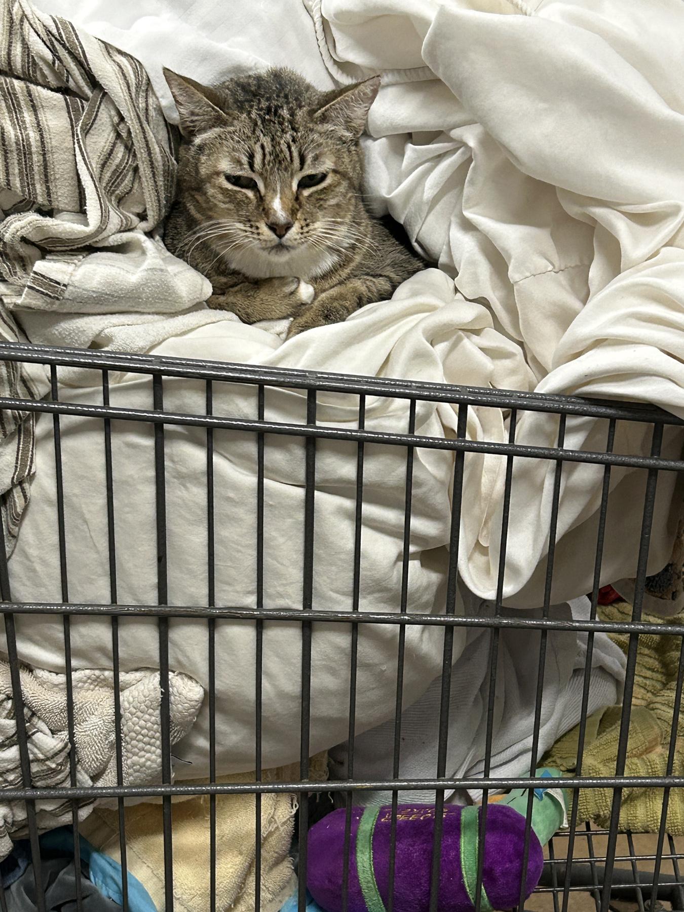 Enlarge Snoopy, a Adoptable Domestic Short Hair in Marble Falls, TX image 5/6