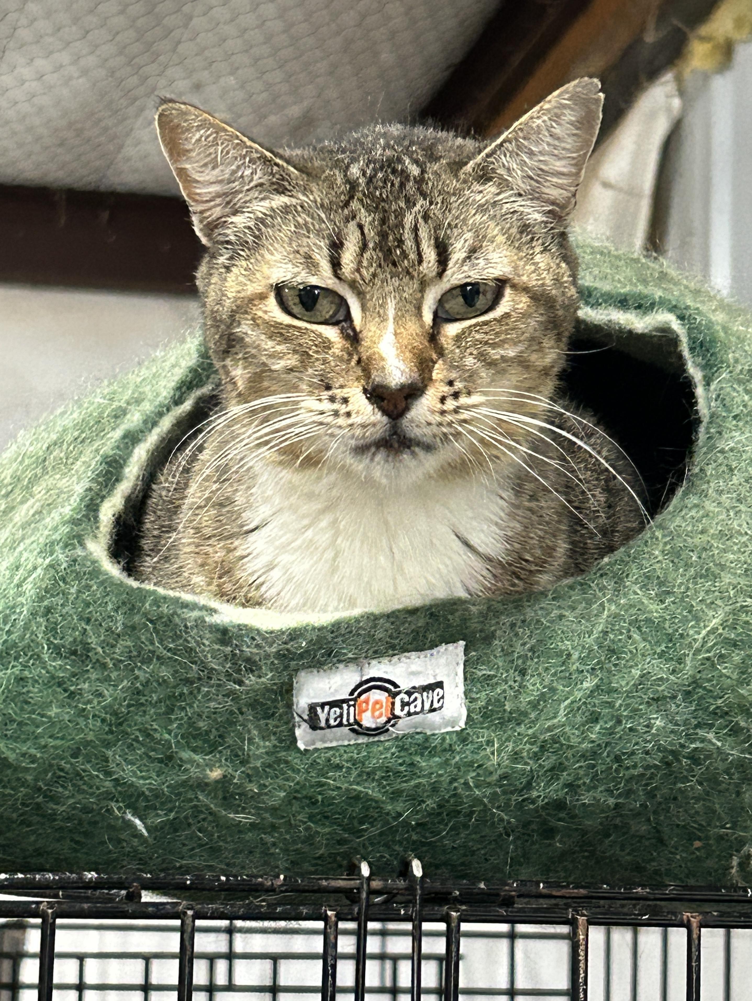 Enlarge Snoopy, a Adoptable Domestic Short Hair in Marble Falls, TX image 6/6