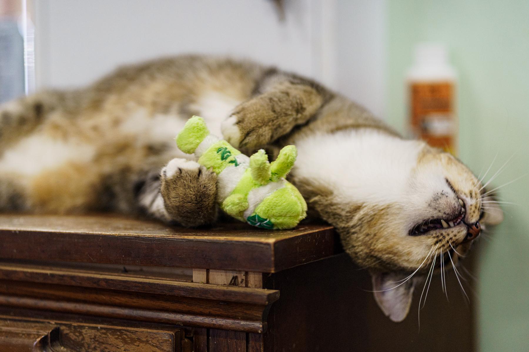 Enlarge Snoopy, a Adoptable Domestic Short Hair in Marble Falls, TX image 3/5