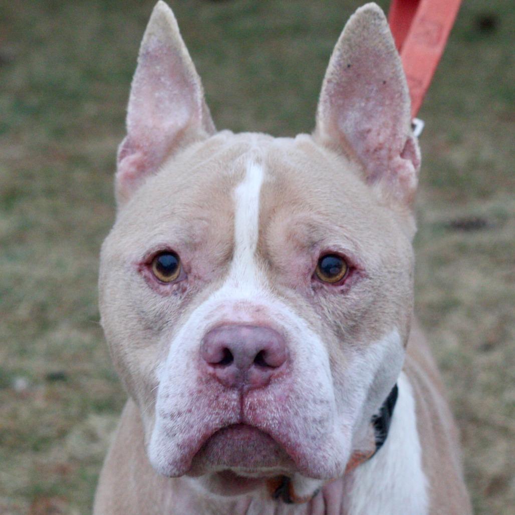 Jasper, Adoptable, Adult Male Mixed Breed.