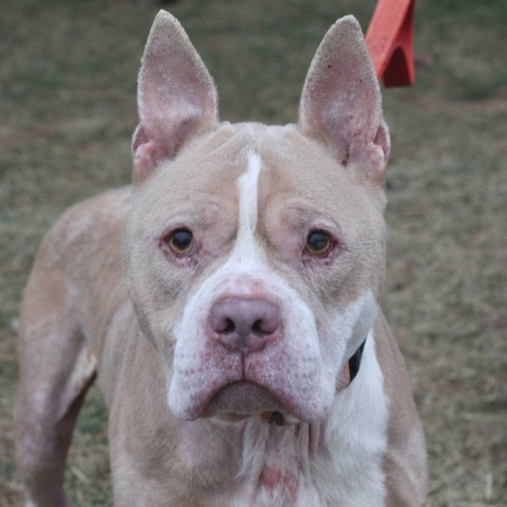 Jasper, a Adoptable Mixed Breed in Allentown, PA image 2/2
