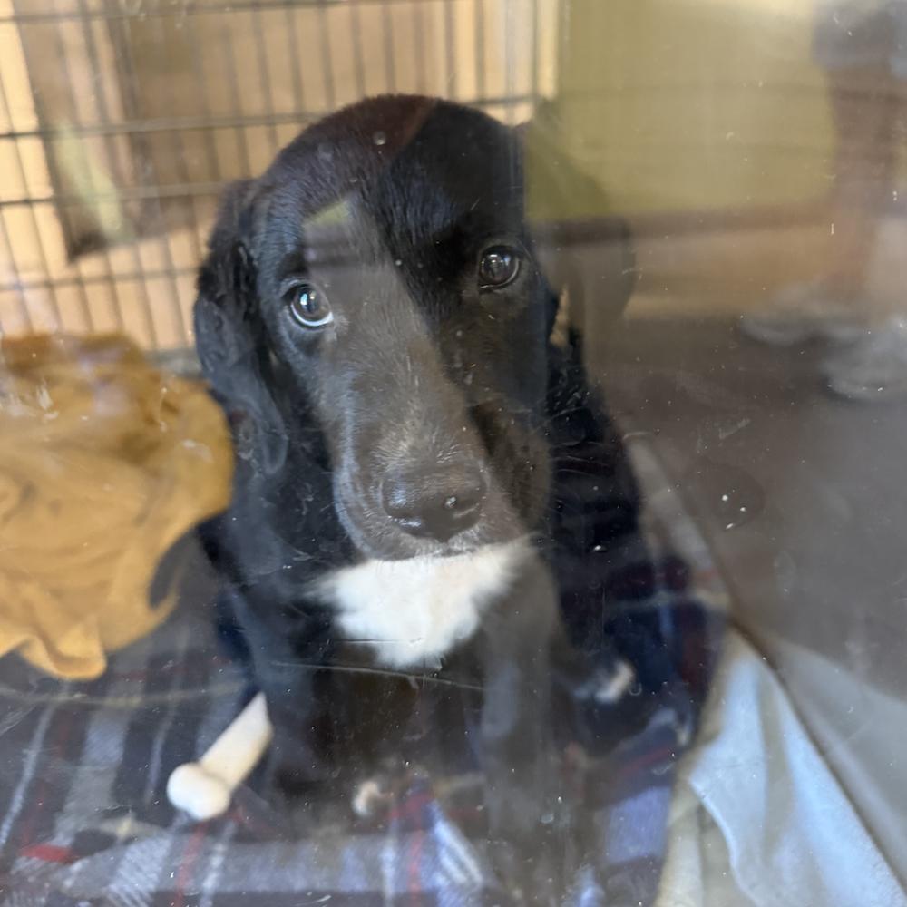 Enlarge Dores / Sherlock, a Adoptable mixed breed in Broomfield, CO image 1/2