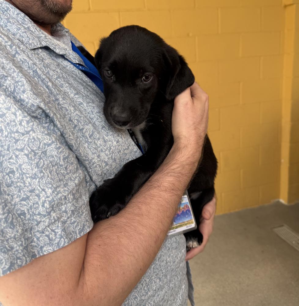 Enlarge Dores / Sherlock, a Adoptable mixed breed in Broomfield, CO image 2/2