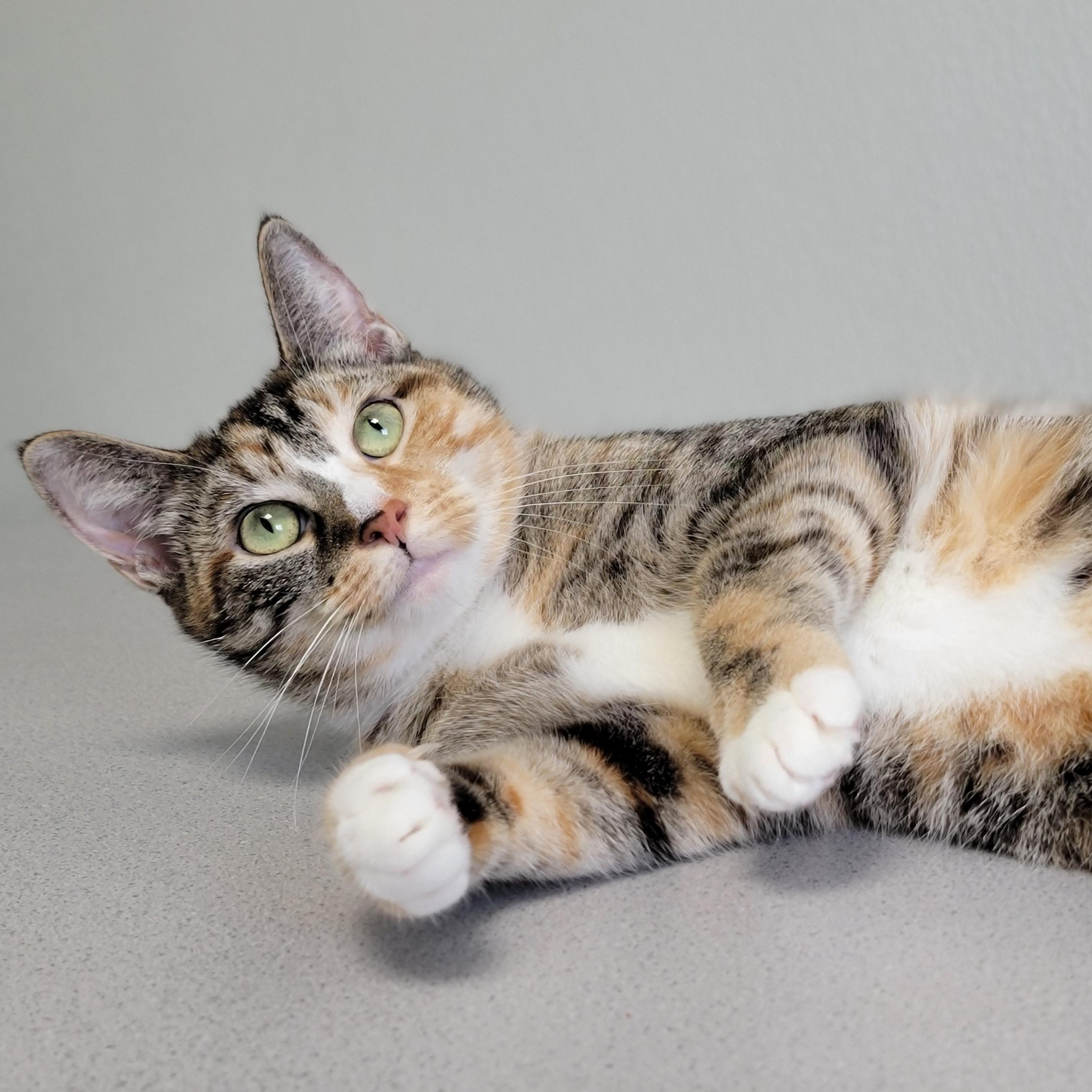 Enlarge Nala, a Adoptable Domestic Short Hair in Hornell, NY image 1/1