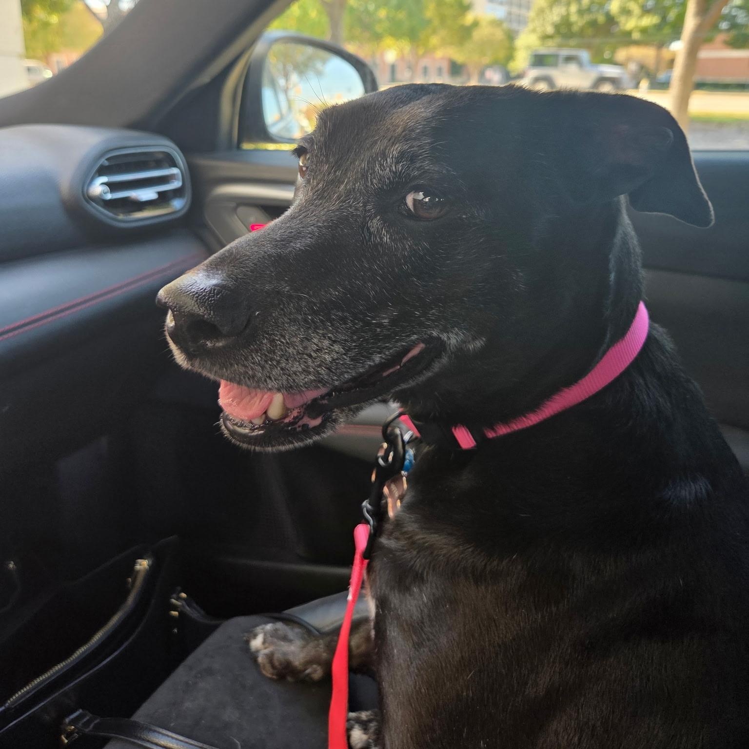 Trixie — thumbnail 6