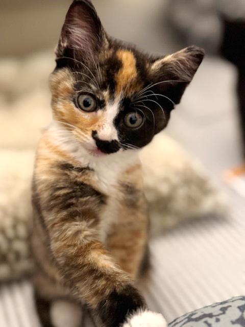 Ellie