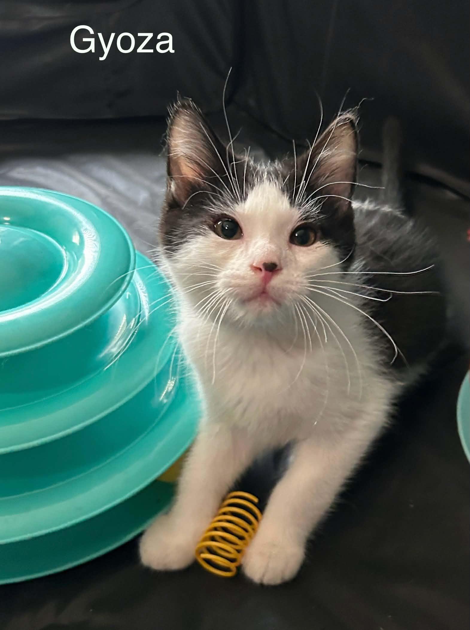Gyoza, a Adoptable Domestic Short Hair in Livonia, MI image 3/6