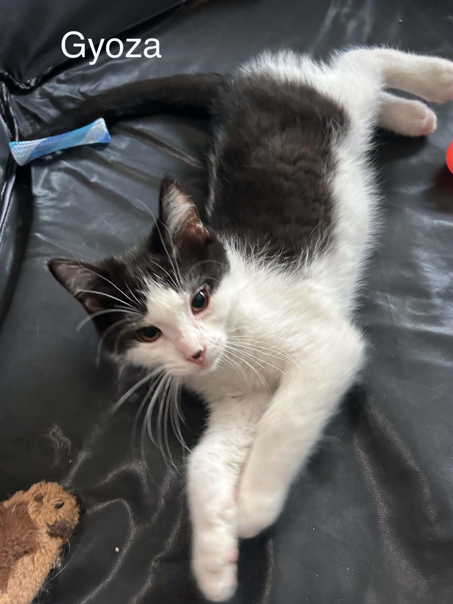 Gyoza, a Adoptable Domestic Short Hair in Livonia, MI image 2/6