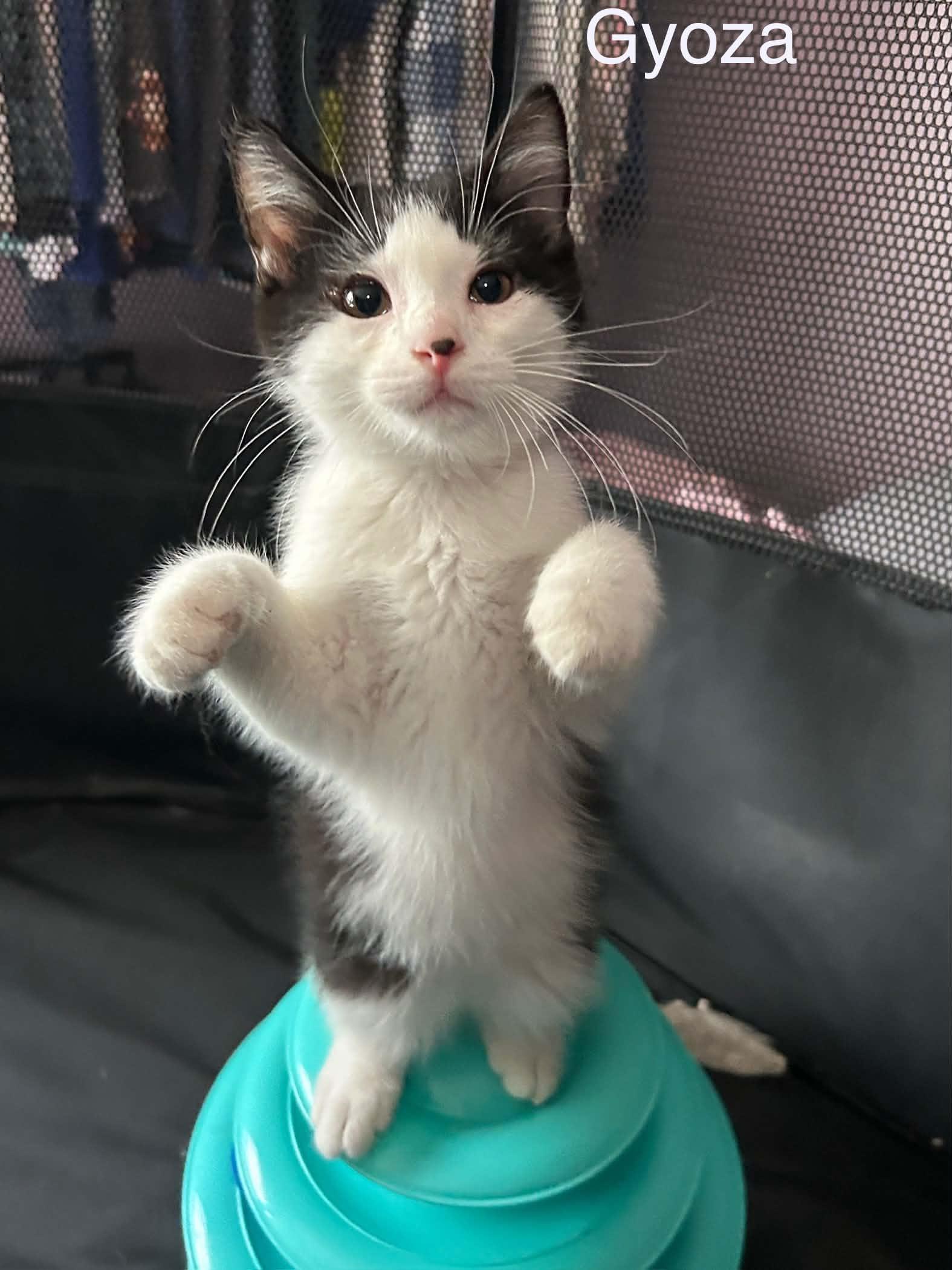 Gyoza, Adoptable, Kitten Male Domestic Short Hair.