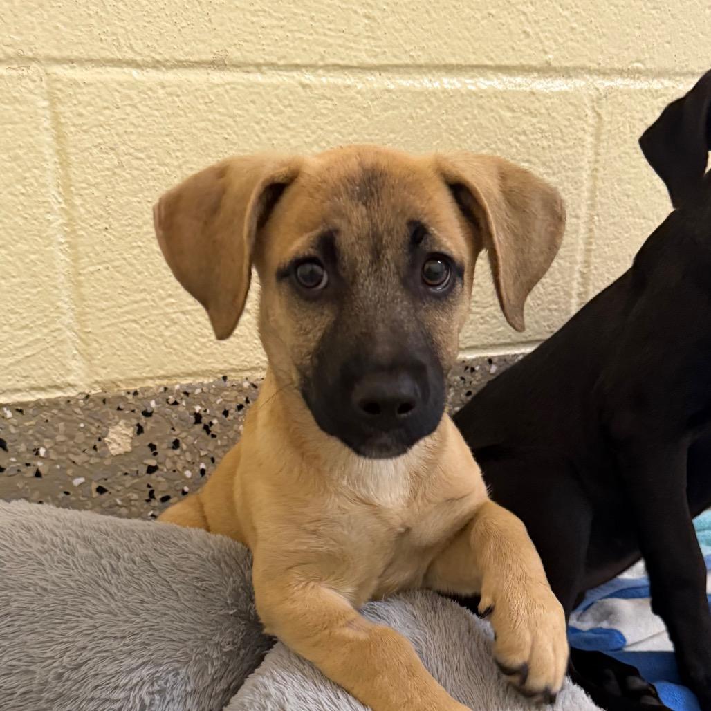 Squats, Adoptable, Puppy Female Mixed Breed.