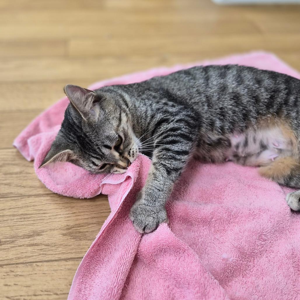 Truly, Adoptable, Adult Female Domestic Short Hair & Mixed Breed.