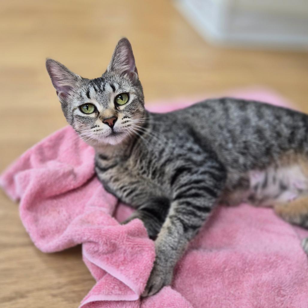 Enlarge Truly, a Adoptable mixed breed in Woodstock, IL image 2/6