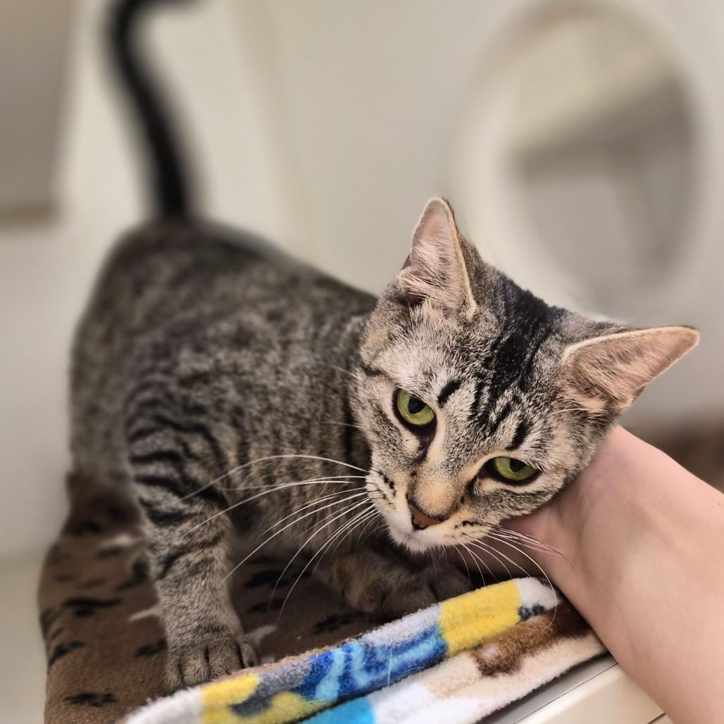 Enlarge Truly, a Adoptable mixed breed in Woodstock, IL image 5/6