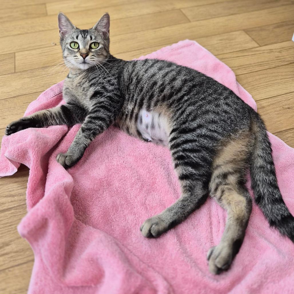 Enlarge Truly, a Adoptable mixed breed in Woodstock, IL image 6/6