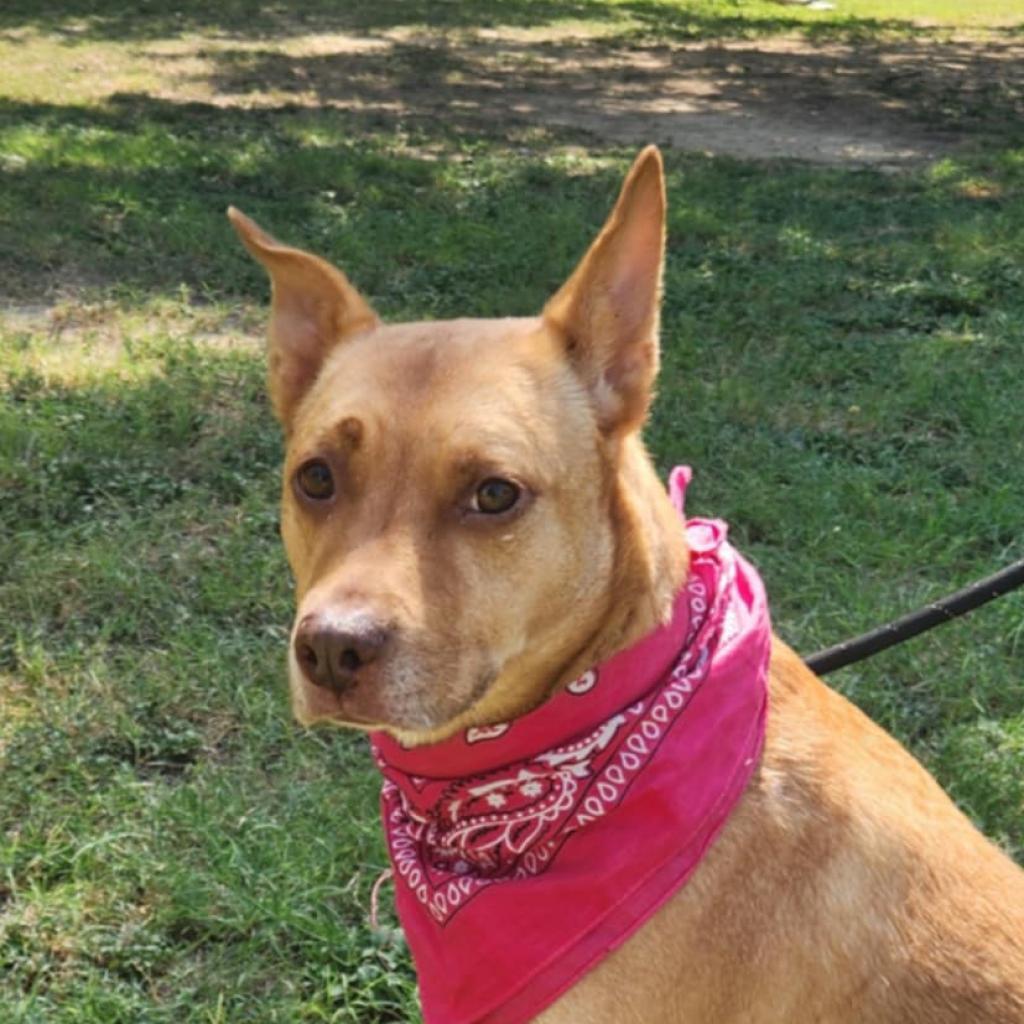 Island Luna JuM, Senior Female Shepherd