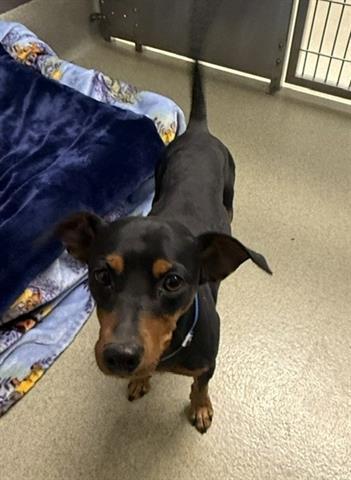 BRANDO, Adoptable, Young Male Chihuahua & Mixed Breed.