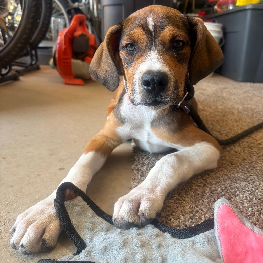 Twiggy, ADOPTABLE, Young Female Hound.