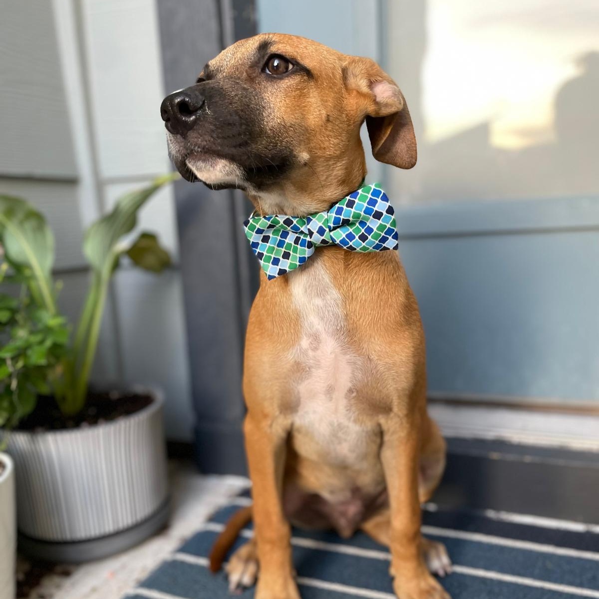 Dog for adoption Justin Timberlake, a Boxer & Shepherd Mix in Salt